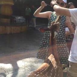 j zz国产,探寻j zz国的历史足迹与文化魅力